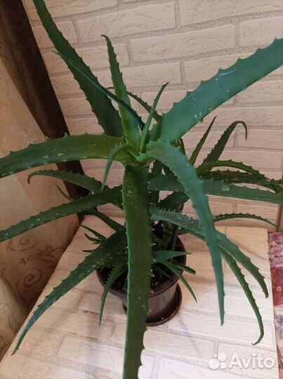 Алоэ столетник лечебный