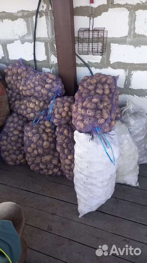 Картофель мелкий на корм