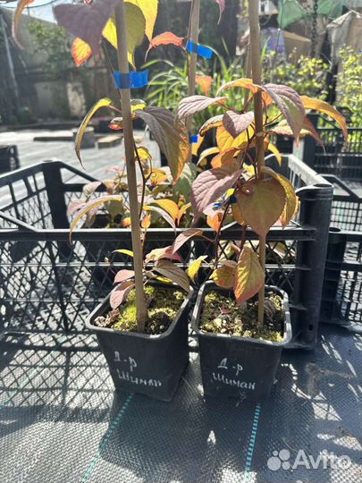 Актинидия коломикта