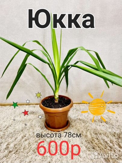 Панданус, Юкка