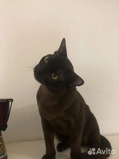 Вязка бурманский кот