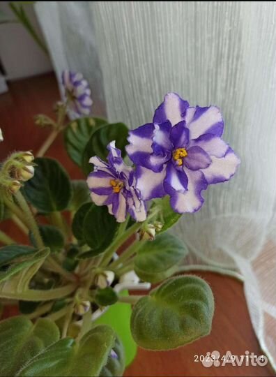 Фиалка химера