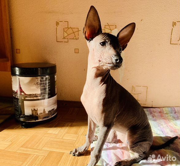 Ксоло Щенок, сука