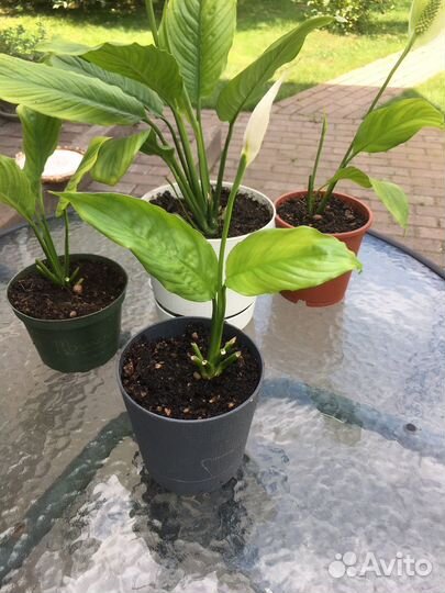 Спатефиллум цветок комнатный