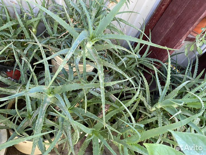 Алое лечебный,Алое Вера