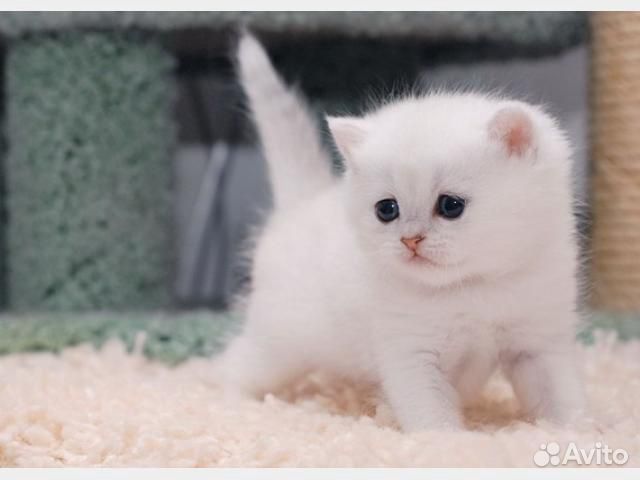 Шикарные британские котята редчайшего окраса