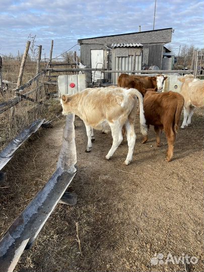 Бычки сементалы