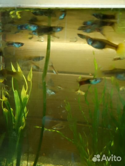 Лабео, Цихлиды и Гуппи