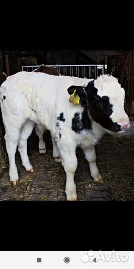 Отборные телята