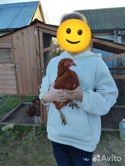 Куры несушки