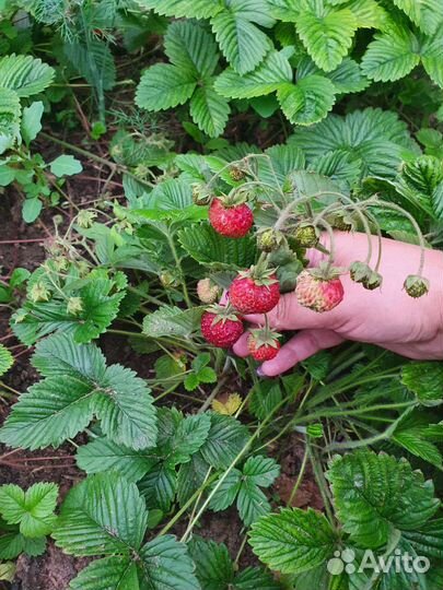 Земклубника Пенелопа земляника садовая