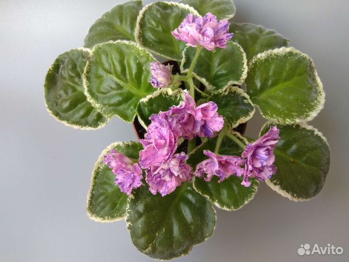 Сортовые фиалки