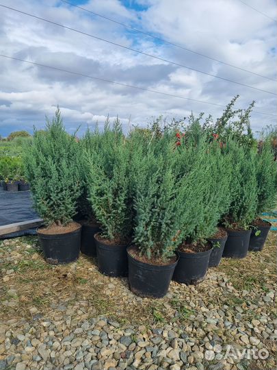 Растения Можжевельник китайский Стрикта