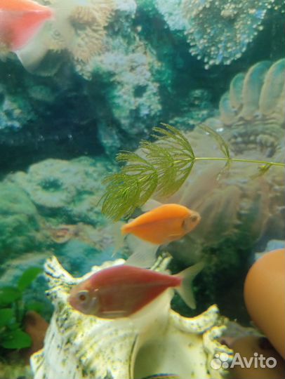 Аквариумные рыбки