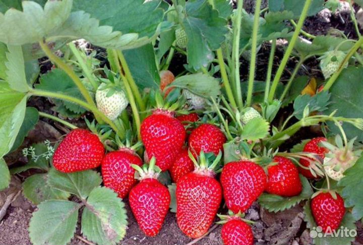 Рассада клубники Клери