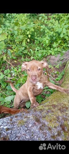 Питбультерьер