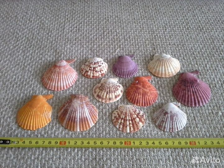 Морские ракушки