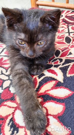 Черная кошка