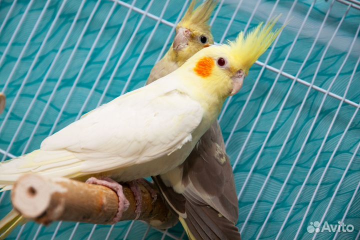 Корелла попугаи птенцы