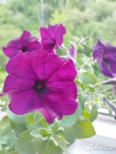Рассада петунии