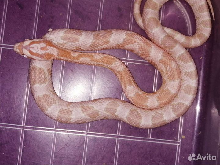 Змея. Маисовый полоз