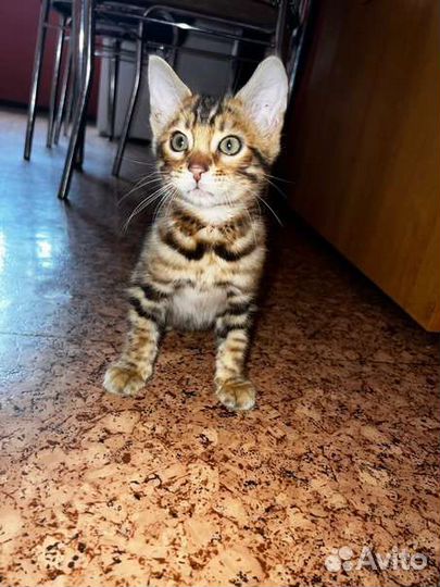 Бенгальский котенок мальчик