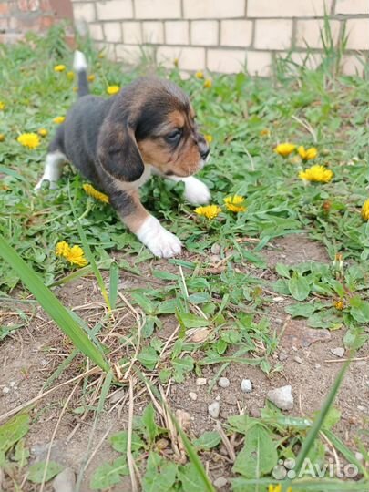 Щенки бигля