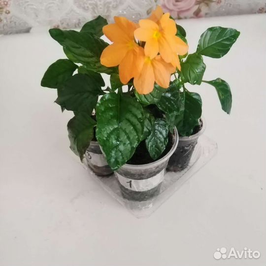 Комнатные цветы