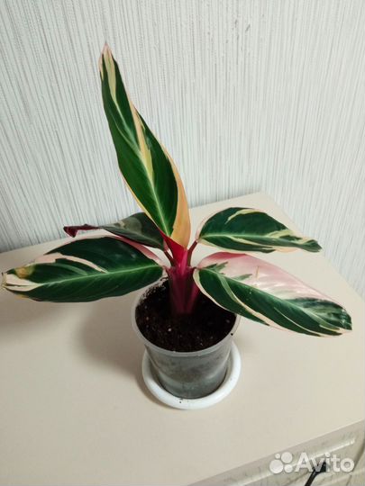 Комнатные растения цветы