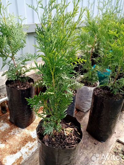 Продаю туи