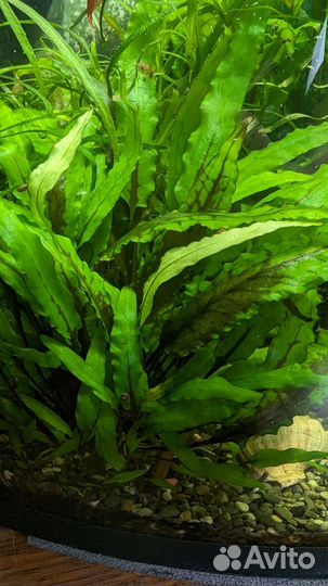 Аквариумные растения