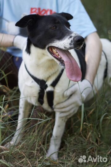 Что еще для счастья надо