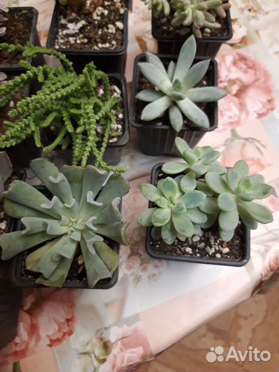 Суккуленты