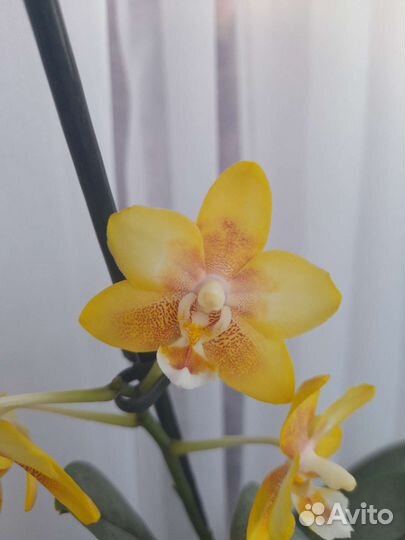 Орхидея фаленопсис