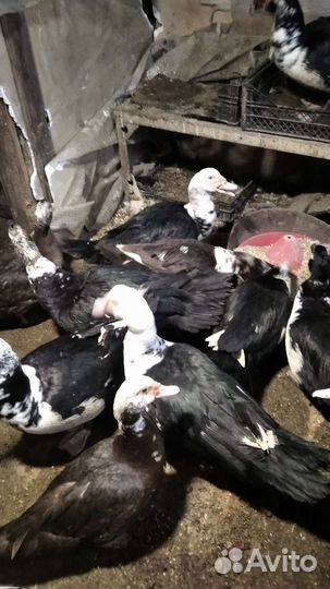 Мускусные утки и цыплята куры несушки