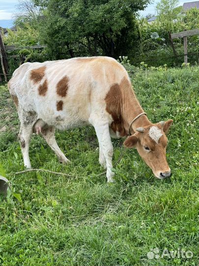 Корова и 6 бычков