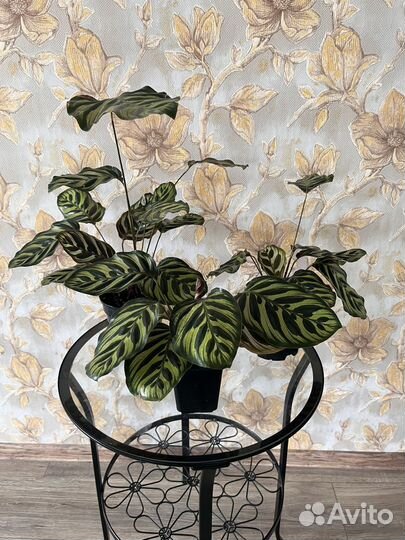 Калатея Макоя