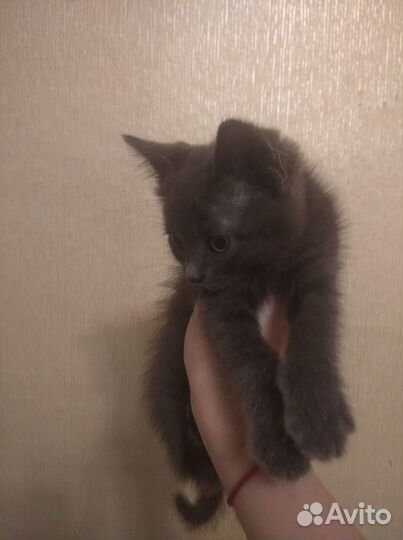 Отдам в добрые руки