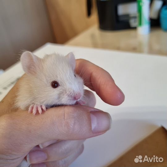 Сирийские, ангорские хомячки