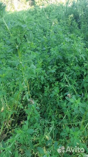 Продам сено новый урожай 2023