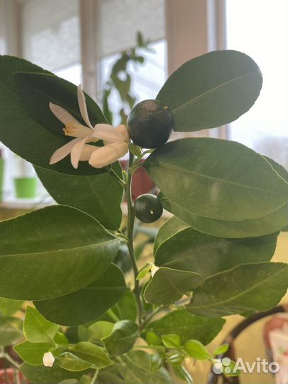 Каламондин