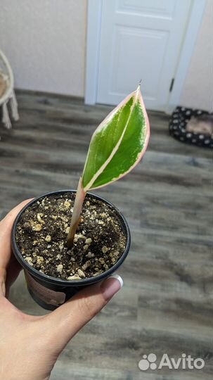 Аглаонема липстик пинк