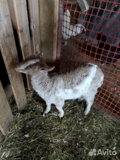 Продам козочек породы альпийская