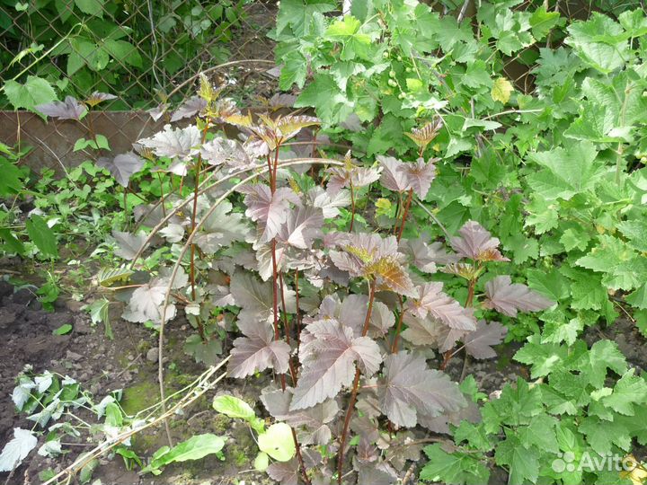 Продажа растений