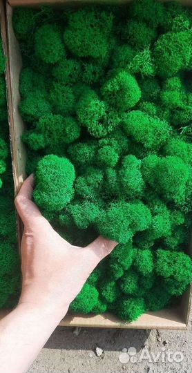 Панно из мха, Вертикальное озеленение