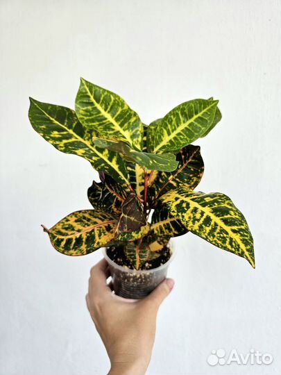 Кротоны редкие сорта