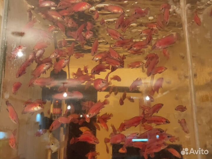 Хемихромис экcул