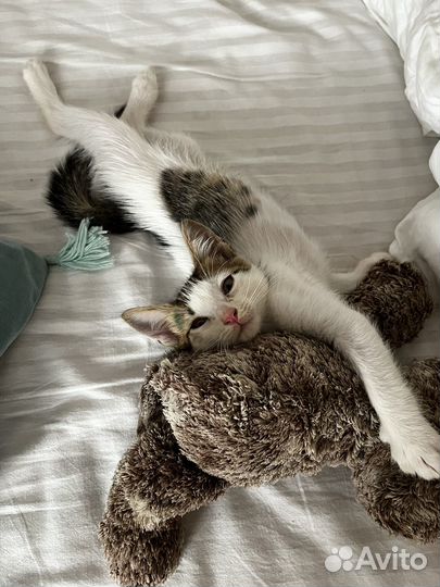 Котенок мальчик в добрые руки