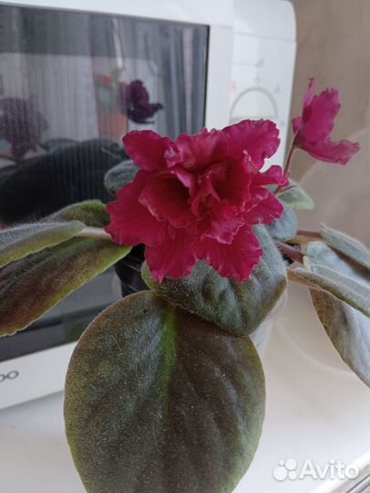 Сортовые фиалки