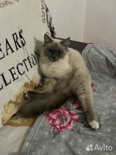 Невская маскарадная кошка